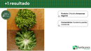CHICORIA AMAZONAS GIGANTE HORTICERES 25000 SEMENTES PELETIZADAS