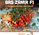Tomate Grape Hibrido Brs Zamir 500 Sementes