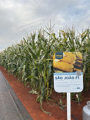 MILHO DOCE HIBRIDO SAO JOAO F1 TOPSEED 5000 SEMENTES