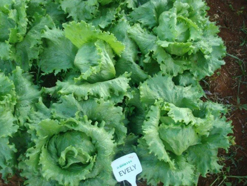 ALFACE AMERICANA EVELY EAST WEST SEED 3000 SEMENTES