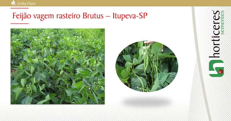 SEMENTES FEIJAO VAGEM HIBRIDO RASTEIRO BRUTUS HORTICERES 1KG