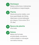 SEMENTES RABANETE HIBRIDO HS2030 HORTICERES 500G