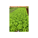 ALFACE MIMOSA KIRIBATI RIJK ZWAAN 5000 SEMENTES