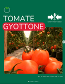 TOMATE SALADETE ITALIANO HIBRIDO GYOTTONE  EWS 1000 SEMENTES