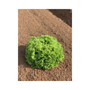 ALFACE CRESPA GRAZINA BEJO 5000 SEMENTES