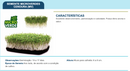 SEMENTES MICROVERDE CENOURA NOVA KURODA TOPSEED 500G