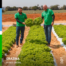 Alface Crespa Grazina Bejo 25000 Sementes