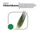 SEMENTES CEBOLINHA MIDORIAKAWA 100G HORTICERES