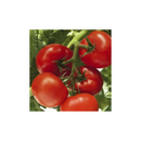 TOMATE HIBRIDO COMPACK SEMINIS 1000 SEMENTES