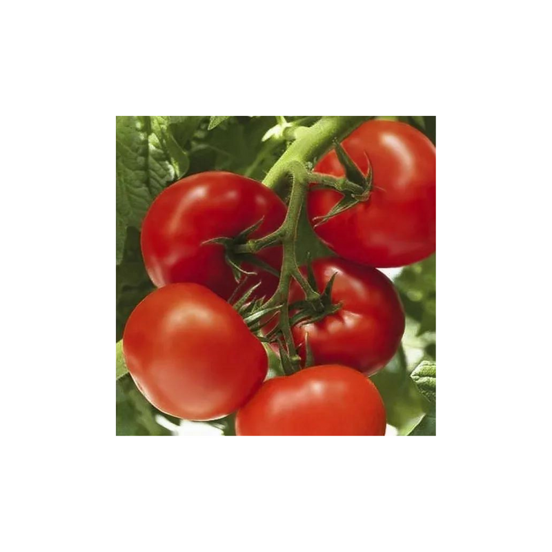 TOMATE HIBRIDO COMPACK SEMINIS 1000 SEMENTES