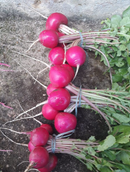 SEMENTES RABANETE HIBRIDO FLASH F1 100G AGROCINCO