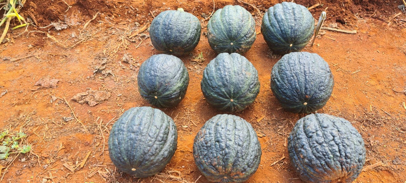 ABÓBORA HÍBRIDA CABOTIA TAKADA CERTA BLUESEEDS 2000 SEMENTES