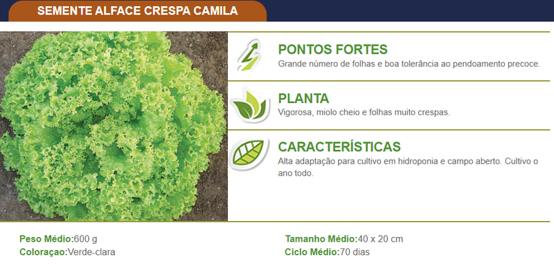 ALFACE CRESPA CAMILA TOPSEED PREMIUM 2000 SEMENTES