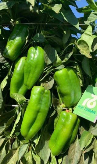 PIMENTÃO MARSELAN F1 RIJK ZWAAN 1000 SEMENTES