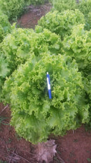 ALFACE CRESPA CROCANTE BS AC0063 BLUESEEDS 25.000 SEMENTES