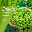 ALFACE CRESPA ENEIDA SEMINIS 5000 SEMENTES