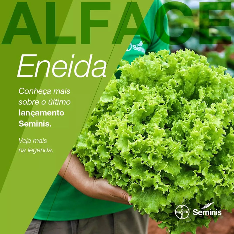 ALFACE CRESPA ENEIDA SEMINIS 5000 SEMENTES