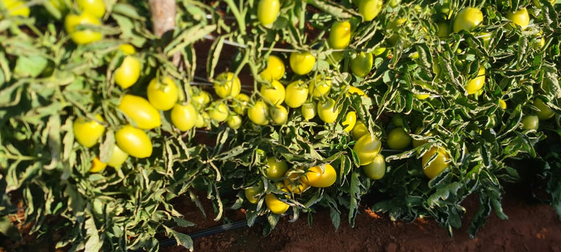 TOMATE HÍBRIDO BS DI0083 BLUESEEDS 1000 SEMENTES