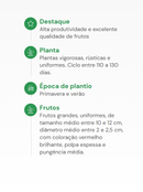 PIMENTA MEXICALI DEDO DE MOÇA HORTICERES 1000 SEMENTES