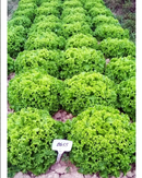 ALFACE CRESPA BS AC0055 BLUESEEDS 25.000 SEMENTES