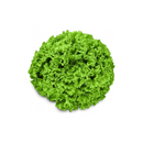 ALFACE CRESPA MEDITERRANEA AGROCINCO/EMBRAPA 1000 SEMENTES