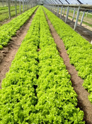 ALFACE CRESPA BS AC0068 BLUESEEDS 25000 SEMENTES