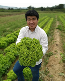 Alface Crespa Grazina Bejo 25000 Sementes