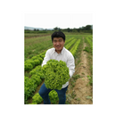 ALFACE CRESPA GRAZINA BEJO 5000 SEMENTES