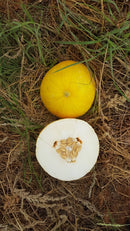 MELAO HIBRIDO BRS ANTON AGROCINCO 500 SEMENTES