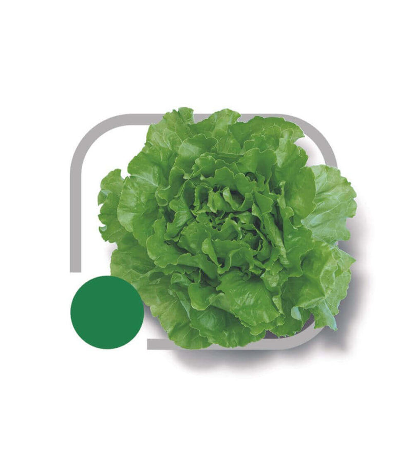 ALFACE LISA LIZ HORTICERES 5000 SEMENTES PELETIZADAS