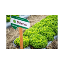 Alface Crespa Milena Sakata 25000 Sementes