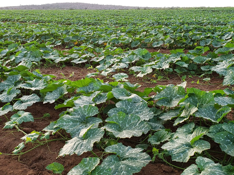 ABÓBORA HÍBRIDA CABOTIA TAKADA CERTA BLUESEEDS 2000 SEMENTES