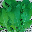 SEMENTES RUCULA ROCOCO 500G TSV