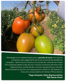 TOMATE SALADETE HIBRIDO MONTELIGA RIJK ZWAAN 1000 SEMENTES