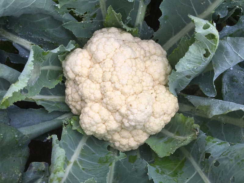 COUVE-FLOR HÍBRIDA CHAMPAGNE SNOW BLUESEEDS 1000 SEMENTES