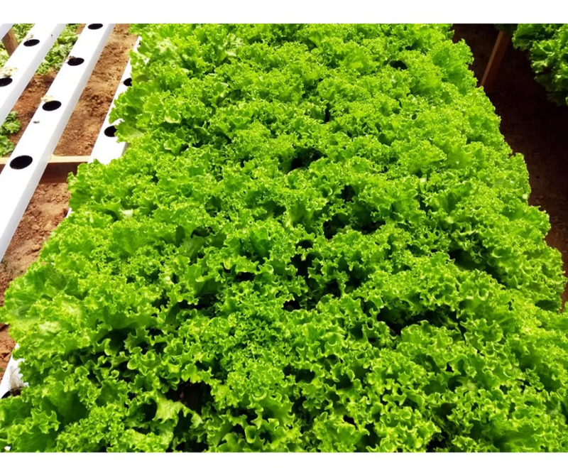 ALFACE CRESPA BS AC0055 BLUESEEDS 7500 SEMENTES