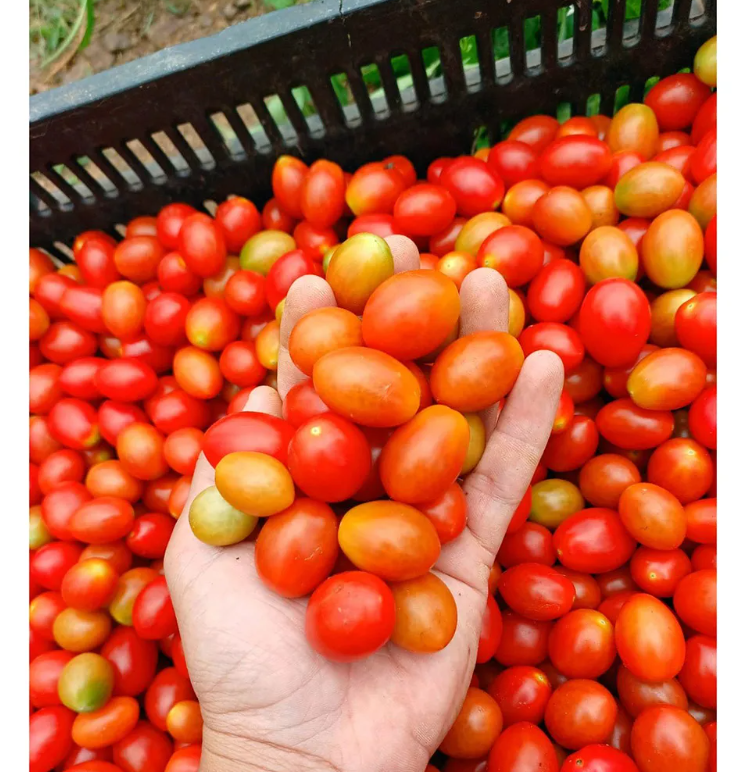 TOMATE GRAPE CEREJA HIBRIDO IBIZA EWS 500 SEMENTES