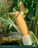 MILHO DOCE HIBRIDO SAO JOAO F1 TOPSEED 5000 SEMENTES