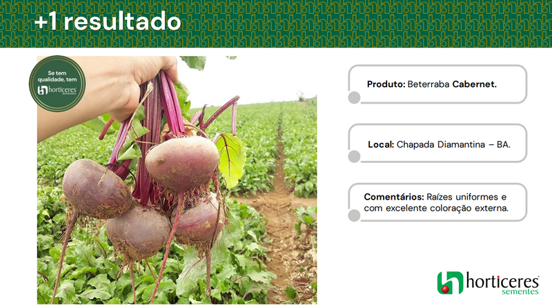 BETERRABA HIBRIDA CABERNET HORTICERES 25000 SEMENTES
