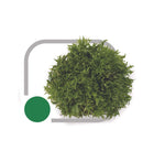 ALFACE FRISEE GREEN FRIZZLY HORTICERES 1000 SEMENTES
