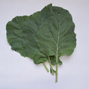 SEMENTES COUVE MANTEIGA 50G FELTRIN