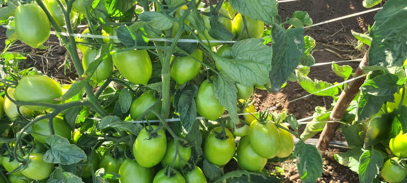 TOMATE HÍBRIDO BS DI0083 BLUESEEDS 1000 SEMENTES