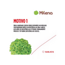 Alface Crespa Milena Sakata 25000 Sementes