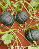 SEMENTES ABOBORA HIBRIDA K2 F1 C/ POLINIZADOR TSV 100G