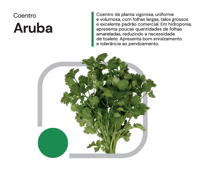 SEMENTES COENTRO PORTUGUES ARUBA HORTICERES 5KG
