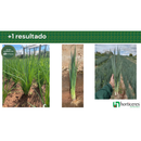 SEMENTES CEBOLINHA HIBRIDA NAGOYA HORTICERES 100G