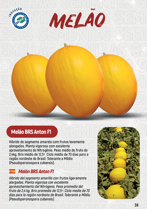 MELAO HIBRIDO BRS ANTON AGROCINCO 500 SEMENTES