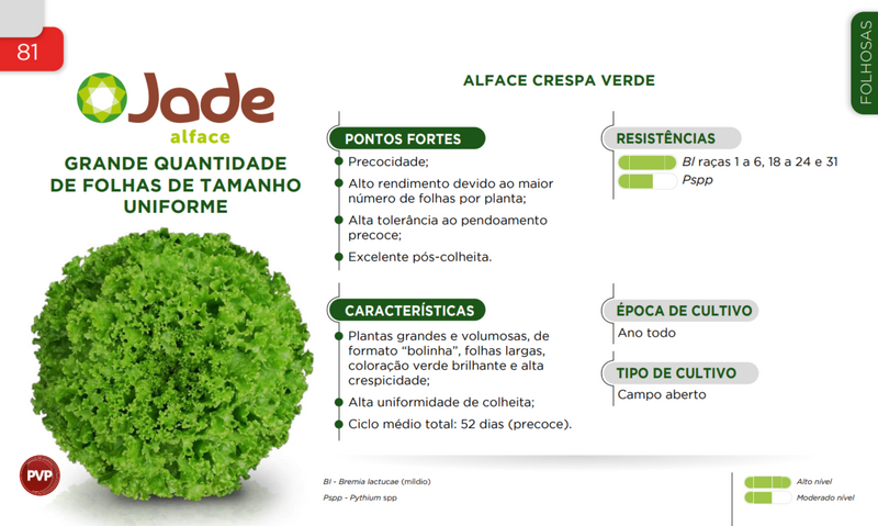 ALFACE CRESPA JADE SAKATA 25000 SEMENTES