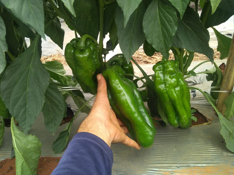 PIMENTÃO HÍBRIDO TOPAZ AGROCINCO EMBRAPA 1000 SEMENTES