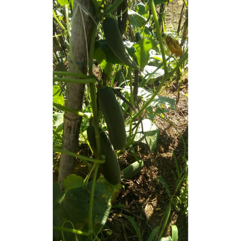 PEPINO HIBRIDO MEDICI AGROCINCO 1000 SEMENTES